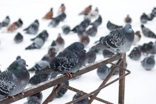 Pigeons on the fence in the snow close up
