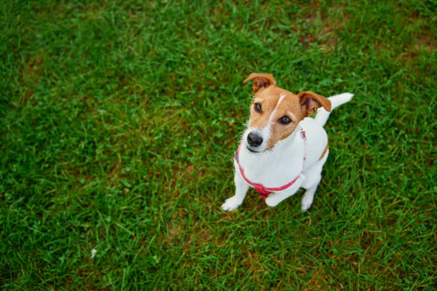 istock Jack Russell Terrier Dog Sitting on Green Grass Looking Up 2180000612