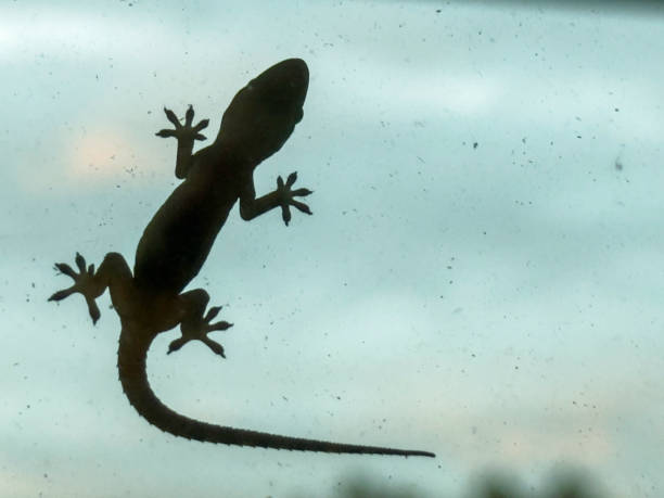 istock Silhouette of gecko on window after hurricane 2180001450