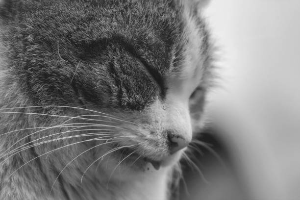 Black and white portrait of a cat. Black and white photo