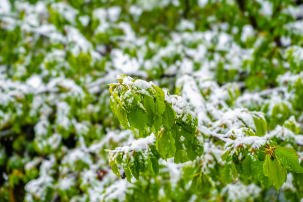 A close-up view of green leaves covered in a layer of fresh snow, showcasing the contrast between the vibrant foliage and the white snow. The branches are bare, emphasizing the winter season.