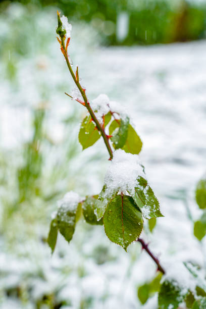 A close-up of a rose branch with green leaves covered in snow, set against a blurred snowy background. The snowflakes are gently resting on the leaves, creating a serene winter scene.