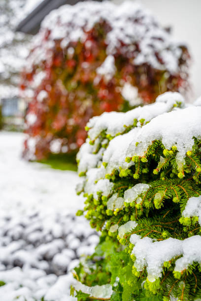 istock Snow-Covered Evergreen Branches in Winter 2180002546