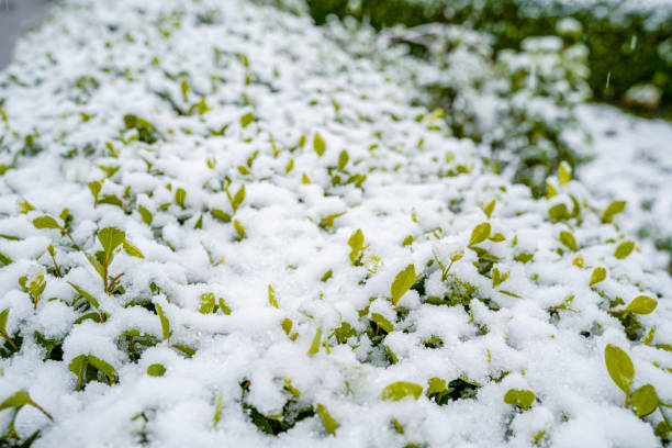 A close-up view of green leaves partially covered with fresh white snow, creating a contrast between the vibrant greenery and the wintery snow. The scene conveys a serene winter atmosphere.