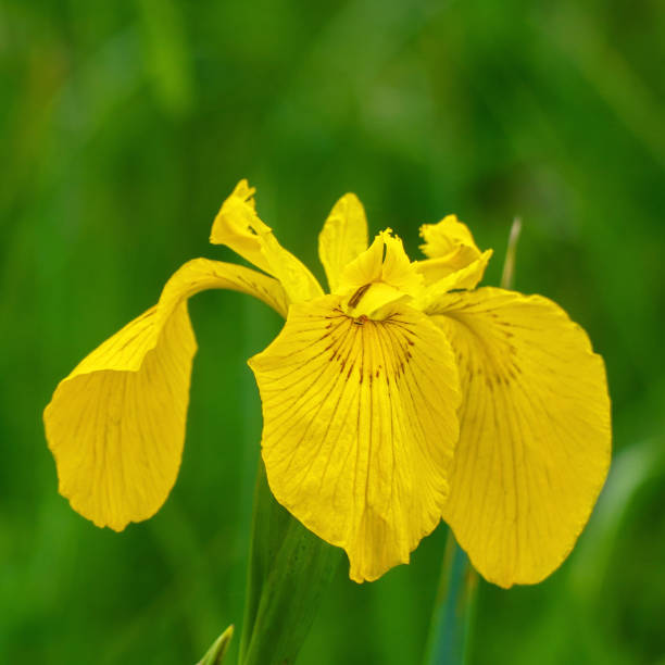 istock View on yellow flag, yellow iris or water flag Iris pseudacorus. 2180002906