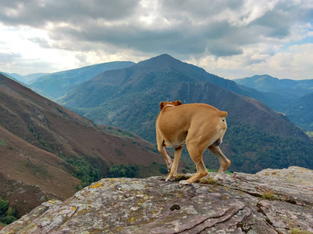 istock Dog on the mountain peak 2180005627