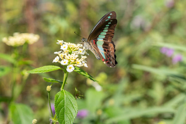 istock Lantana and Common Bluebottle. 2180008451