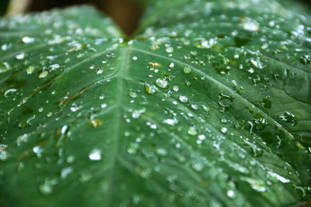 Leaf with rain drops, Close up