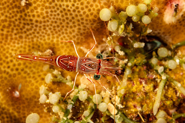 Primarily a benthic species living close to the bottom; among Cymodocea sp. and Zostera sp