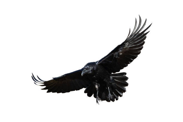 istock Birds flying raven isolated on white background Corvus corax. Halloween 2180015828