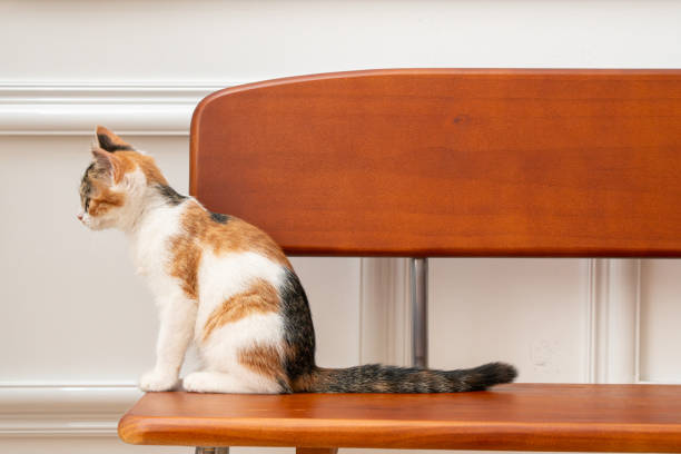Three-colored kitten sitting on a brown wooden bench