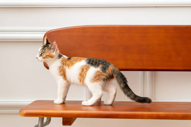 istock Tri-colored kitten standing on brown wooden bench 2180016772