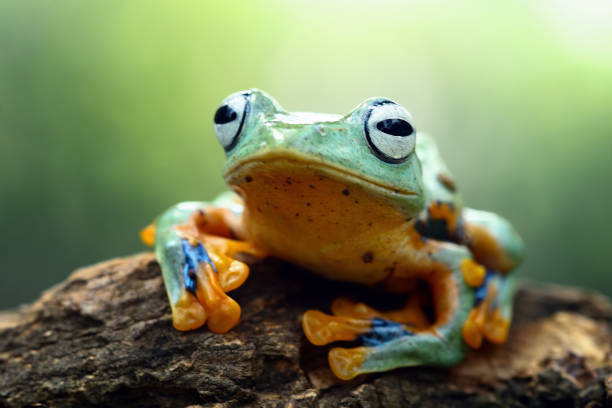 istock flying tree frog sitting on a branch , Rhacophorus reinwardti 2180016832
