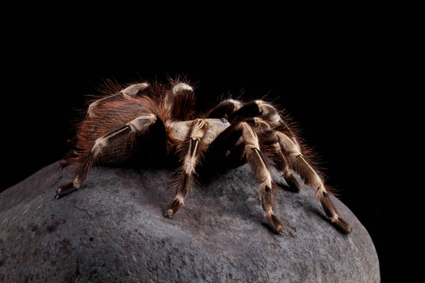 istock White knee tarantula on a rock (Acanthoscurria geniculata) 2180017085