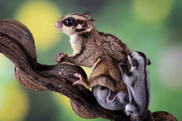 istock sugar glider is carrying a child 2180017102