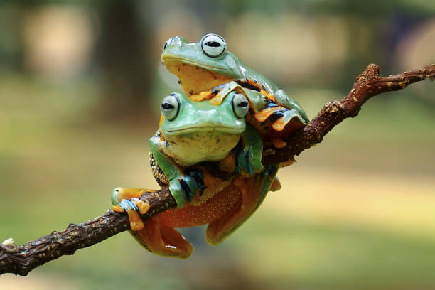 flying tree frog sitting on a branch , Rhacophorus reinwardti