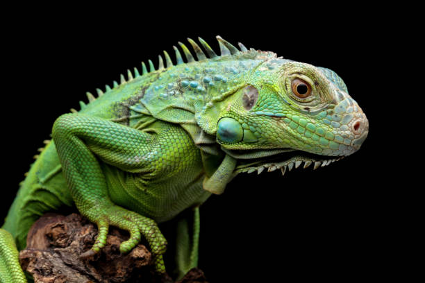 istock green iguana isolated on black background 2180017242