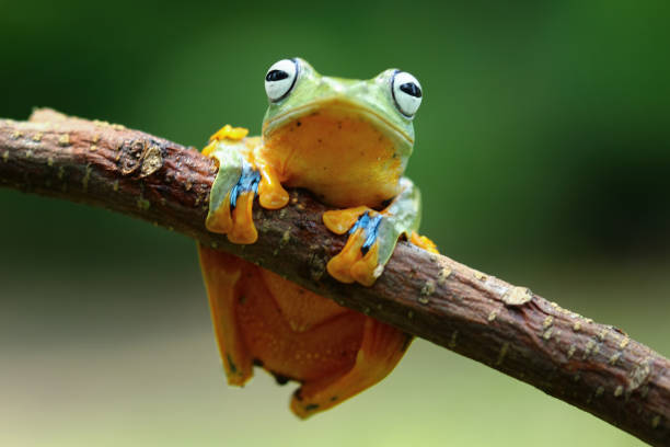 istock flying tree frog sitting on a branch , Rhacophorus reinwardti 2180017261