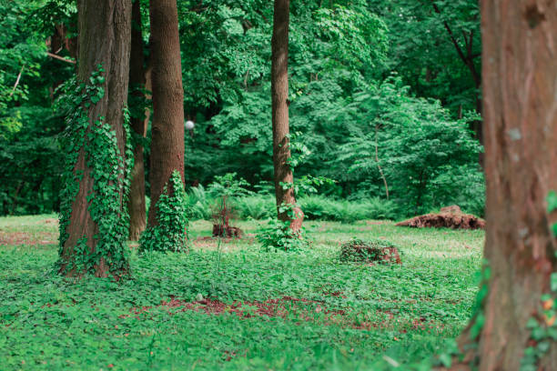 forest landscape summer woods trees curly plants and idyllic grass lawn peaceful environment