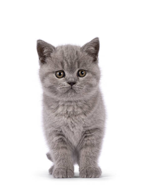 istock British Shorthair kitten on white background 2180019249