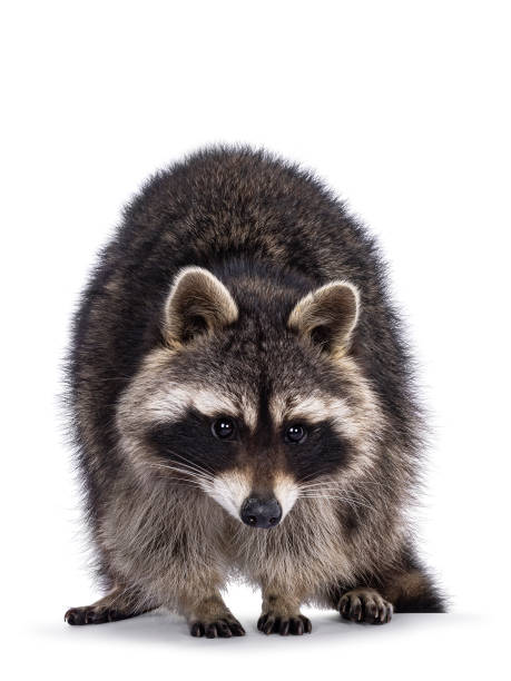 istock Raccoon on white background 2180019312