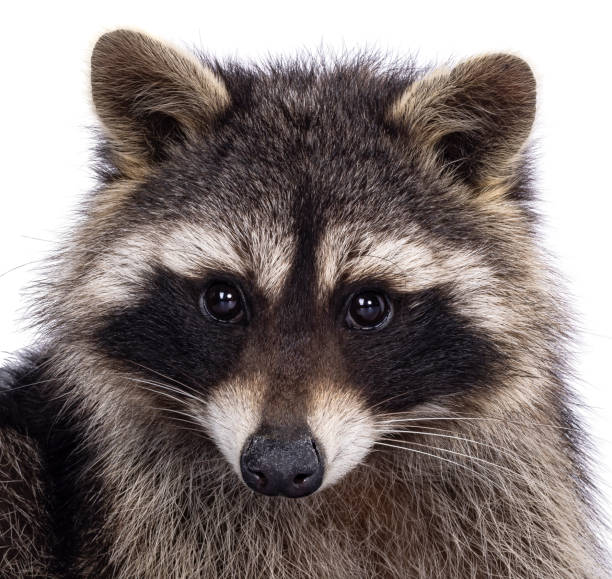 istock Raccoon on white background 2180019326
