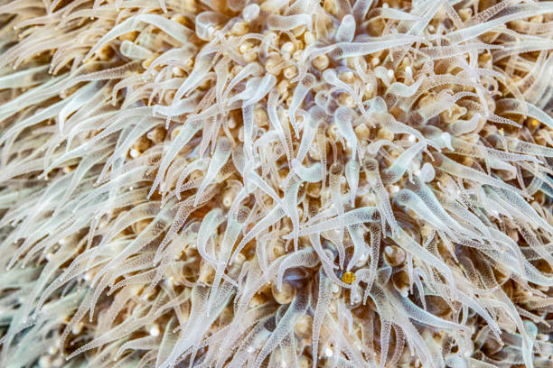Bubble Coral Plerogyra sinuosa is a usually uncommon species, preferring protected reef environments, especially, but not necessarily, in turbid water.\nThis feeding colony has fully extended tentacles. \n\nTriton Bay, Kaimana Regency, Indonesia \n3°54'2.358 S 134°6'18.81 E at 12m depth by night