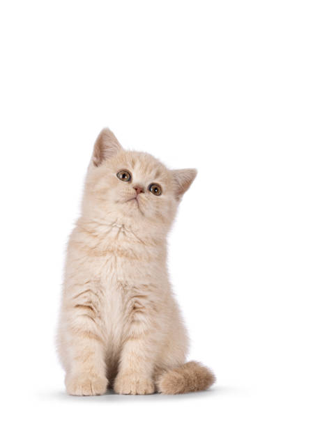 istock British Shorthair kitten on white background 2180020034
