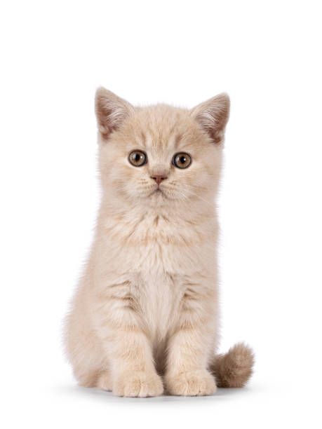 British Shorthair kitten on white background