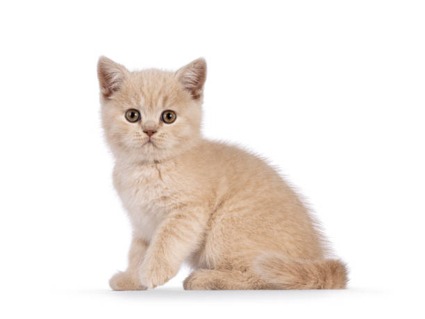 istock British Shorthair kitten on white background 2180020178