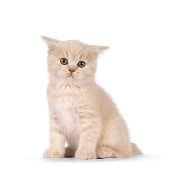istock British Shorthair kitten on white background 2180020204