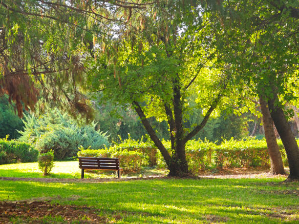 beautiful old trees in a park in turkey antalya
