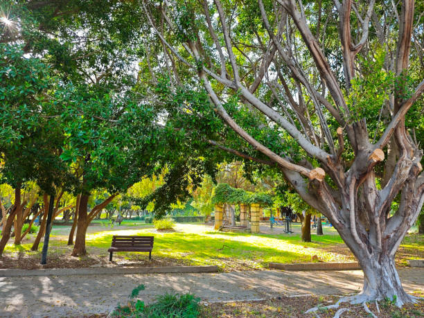 beautiful old trees in a park in turkey antalya