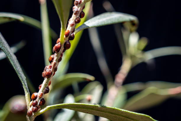 istock Scale insect infested plant stem with shiny domed brown scales, causing damage to the plant, highlighting pest management issues and the need for effective insect control and plant care solutions. 2180021903
