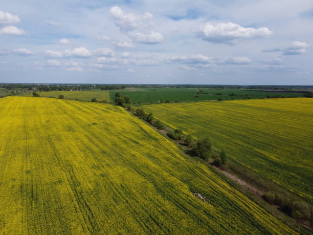 istock Picturesque rapeseed fields under a cloudy sky. Rape crops in a farm field, aerial view. 2180022416