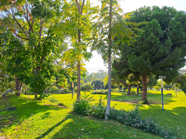 beautiful old trees in a park in turkey antalya