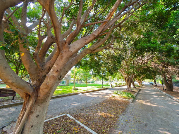 beautiful old trees in a park in turkey antalya
