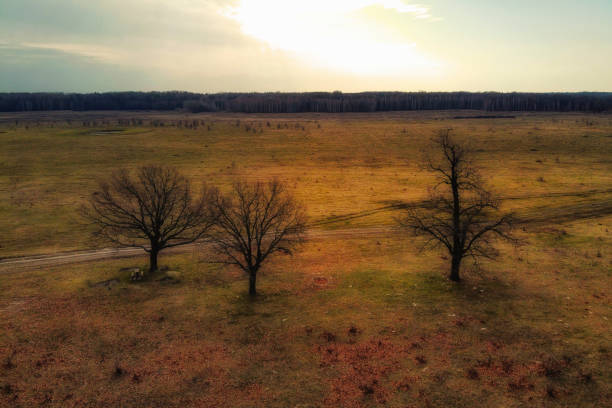 Three trees in a field on a cloudy evening, aerial view.