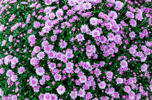 istock Beautiful pink autumn chrysanthemum flowers 2180026844