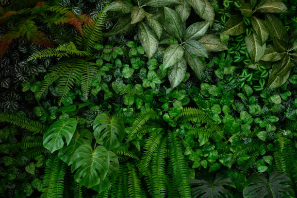 istock abstract green leaf texture, tropical leaf foliage nature dark green background 2180026856