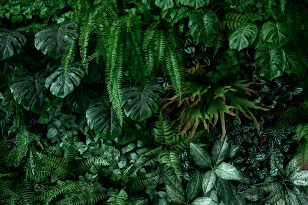 istock Nature leaves, green tropical forest, backgound concept 2180026928