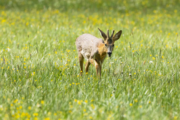 istock Roe deer buck on a summery meadow in Estonia 2180027395