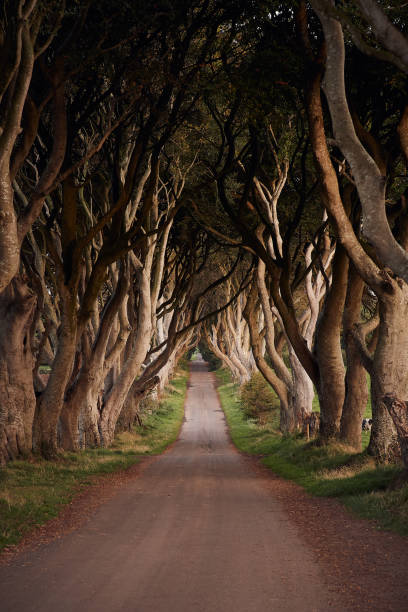 istock The Dark Hedges tree tunnel in Northern Ireland with intertwining branches along a scenic path 2180027622