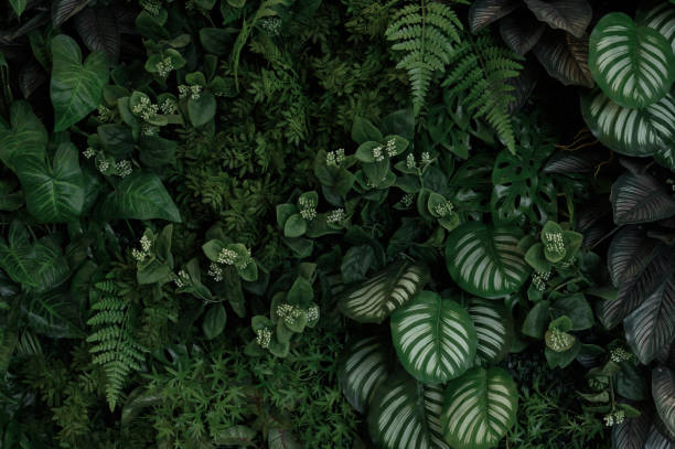 istock abstract green leaf texture, tropical leaf foliage nature dark green background 2180027731