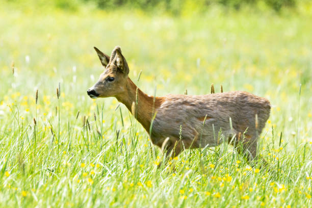 istock Roe deer buck on a summery meadow in Estonia 2180028076