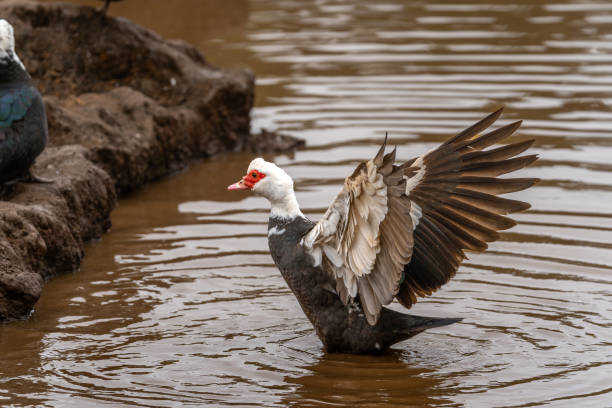 istock close up. Ducks swimming in an almost empty lagoon 2180029602