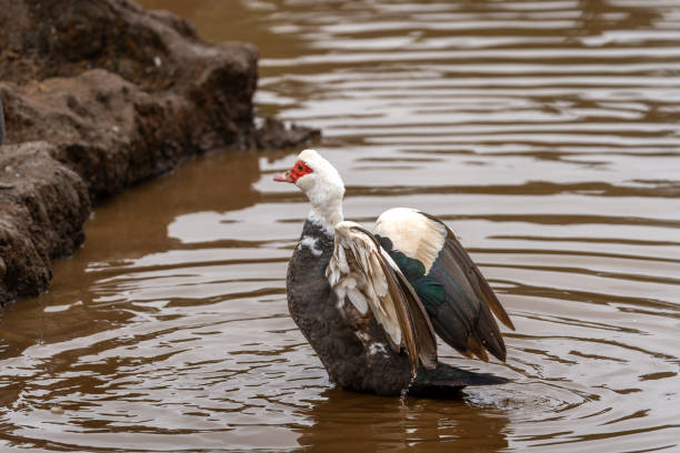 istock close up. Ducks swimming in an almost empty lagoon 2180029676