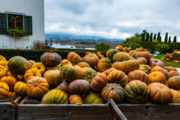 A pile of different colored pumpkins and squash. The colors include orange, white, and green