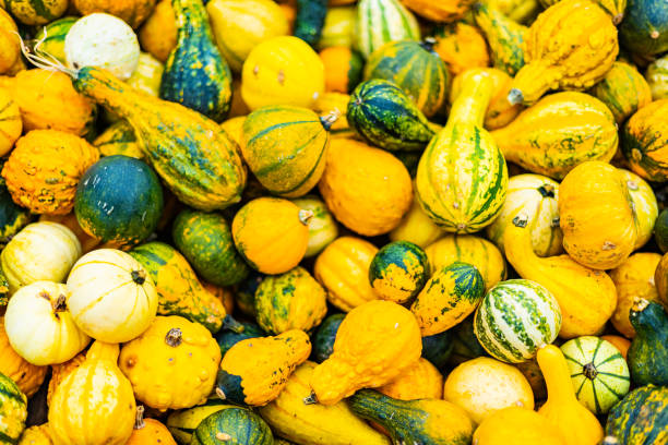 istock A pile of different colored pumpkins 2180031232