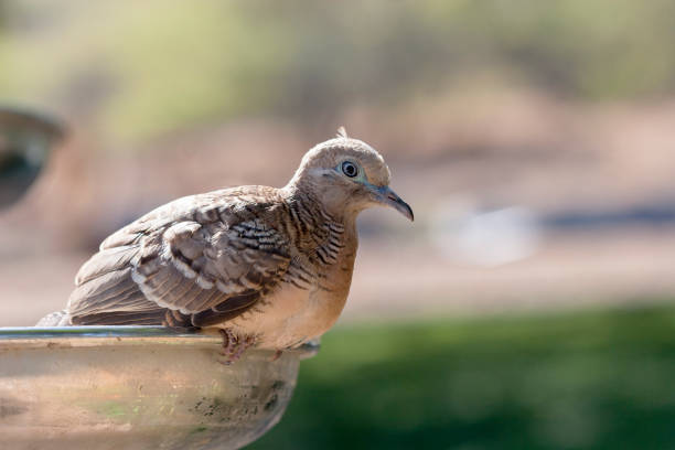 A close-up of a zebra dove perched on a fountain in the park in Hawaii.